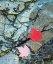 Picture of USA, MAINE, A MAPLE LEAF ON A ROCK BACKGROUND