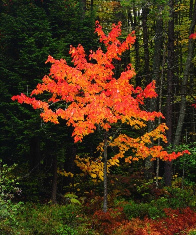 Picture of NEW YORK, ADIRONDACK PARK, AUTUMN MAPLE TREES