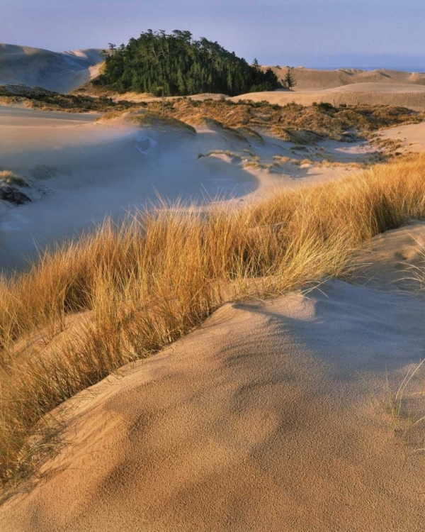 Picture of OREGON, DUNES NRA LANDSCAPE OF SAND DUNES