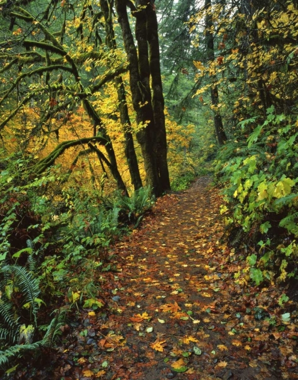 Picture of OREGON, SILVER FALLS SP SCENIC PARK TRAIL