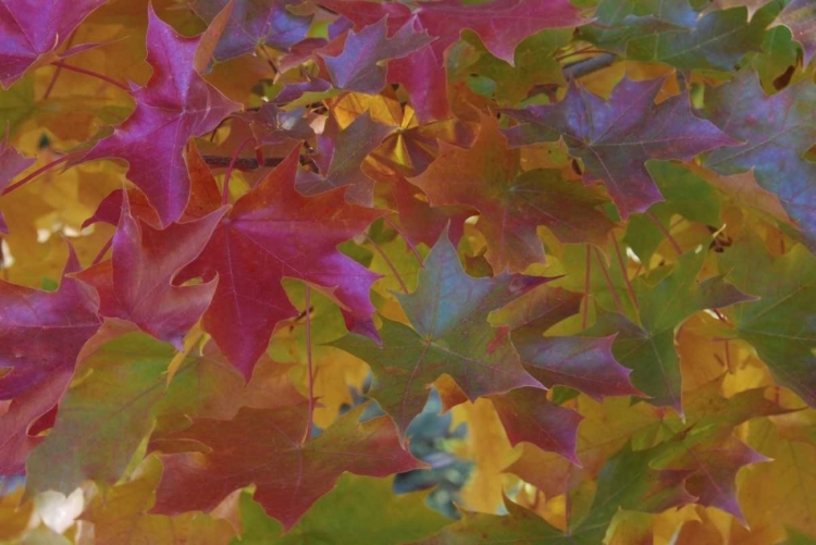 Picture of OREGON, PORTLAND SWEET GUM TREE IN AUTUMN