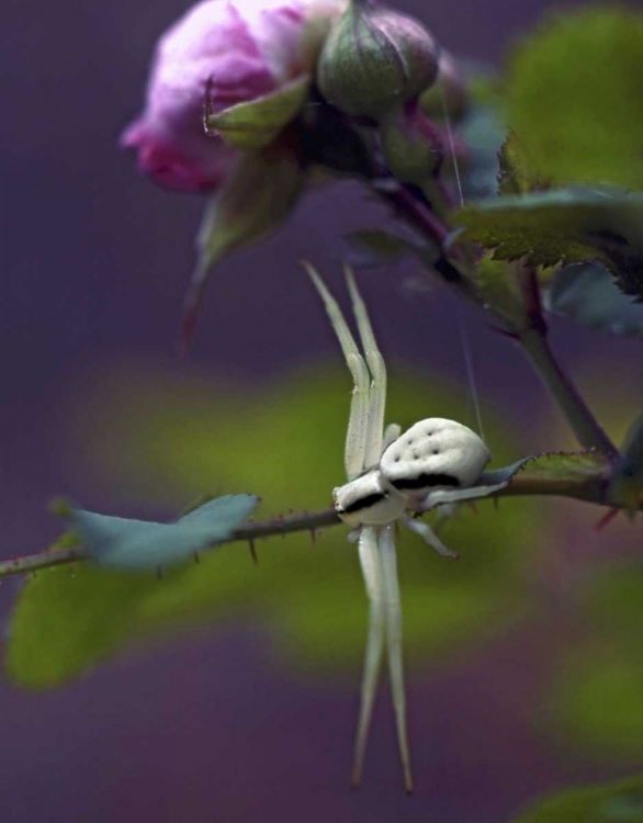 Picture of OR, MULTNOMAH CO CRAB SPIDER ON WILD ROSE