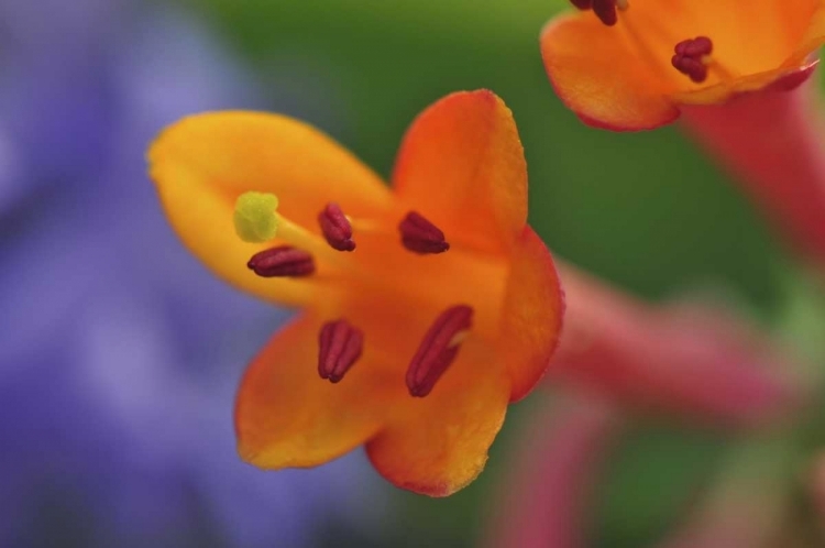 Picture of OREGON, PORTLAND CORAL HONEYSUCKLE FLOWERS