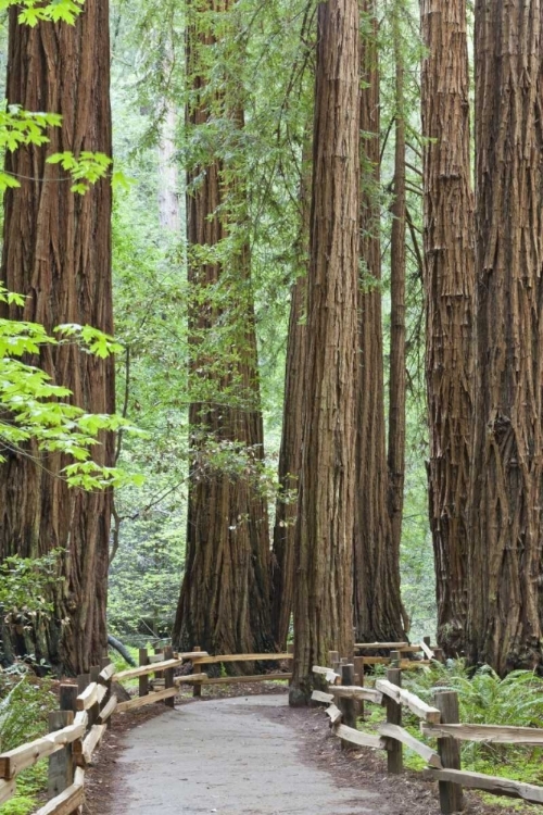 Picture of CALIFORNIA TRAIL THROUGH MUIR WOODS NM IN SPRING