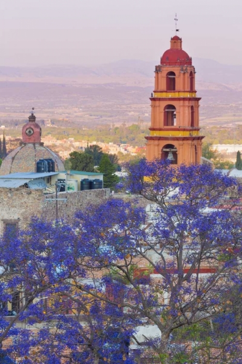 Picture of MEXICO, SAN MIGUEL DE ALLENDE JACARANDA AND CITY