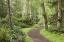 Picture of WA, SAN JUANS, STUART ISLAND TRAIL THROUGH WOODS