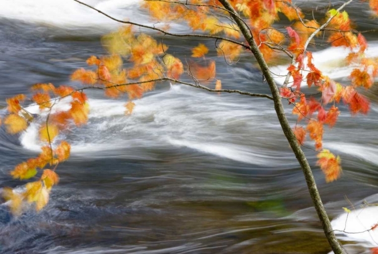 Picture of CANADA, QUEBEC RED MAPLE TREE BY RIVIERE-DU-NORD