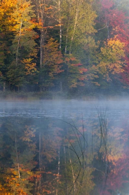 Picture of MI, THORNTON LAKE WITH FOG AND TREE REFLECTIONS