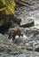 Picture of AK, MOTHER GRIZZLY BEAR WITH CUBS IN ANAN CREEK