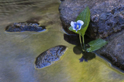 Picture of NORTH CAROLINA EARLY SPRING FLOWER BY A STREAM