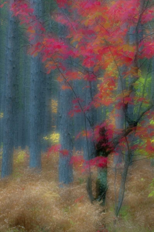 Picture of MICHIGAN SOFT FOCUS OF A FOREST IN AUTUMN COLOR