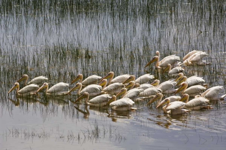 Picture of KENYA, LAKE NAKURU NP FLOCK OF WHITE PELICANS