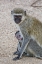 Picture of TANZANIA, LAKE MANYARA VERVET MONKEY WITH BABY