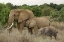 Picture of KENYA, SAMBURU RESERVE ELEPHANT WITH TWO BABIES