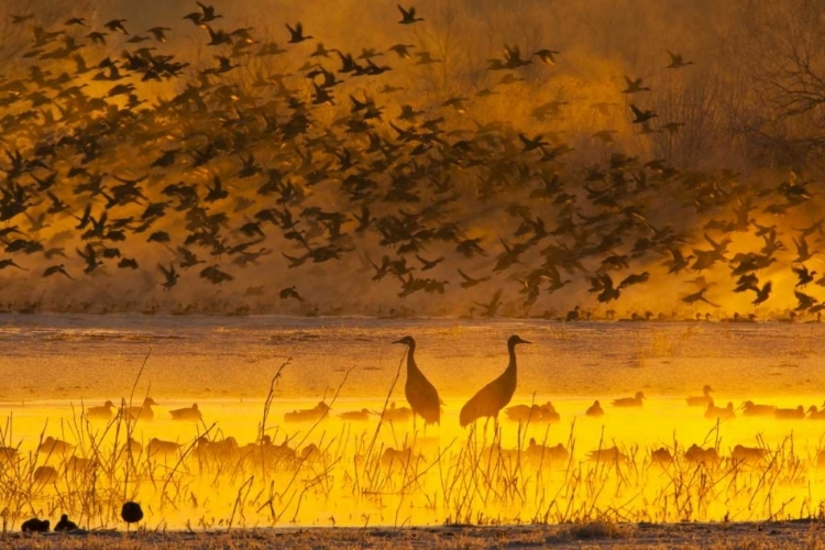 Picture of NEW MEXICO SANDHILL CRANES AND SNOW GEESE IN FOG