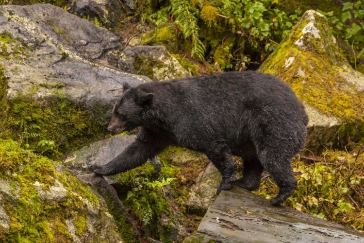 Picture of AK, TONGASS NF BLACK BEAR WALKING AMONG BOULDERS