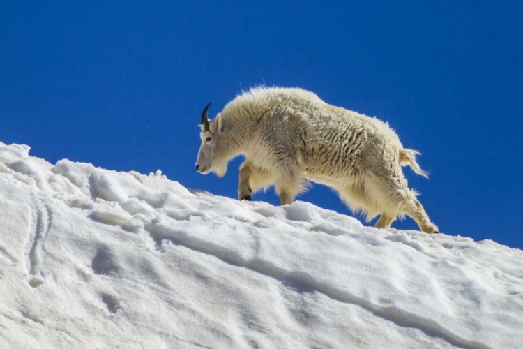 Picture of CO, MT EVANS MOUNTAIN GOAT WALKS ON SUMMER SNOW