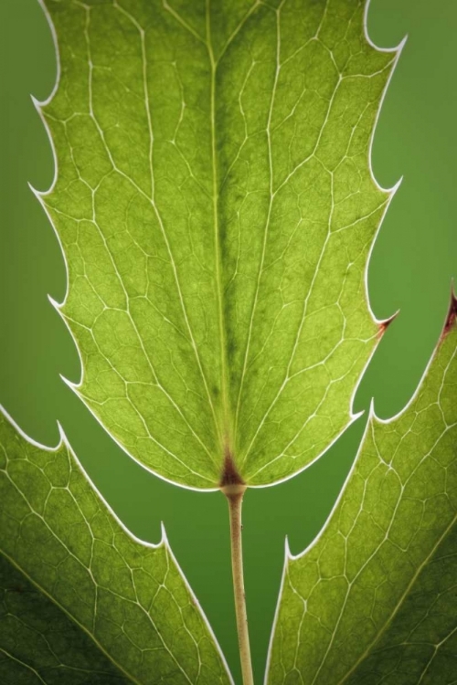 Picture of WASHINGTON, SEABECK OREGON GRAPE PLANT