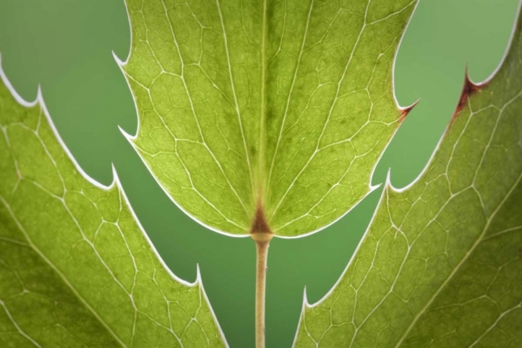 Picture of WASHINGTON, SEABECK OREGON GRAPE PLANT