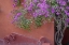 Picture of MEXICO BOUGAINVILLEA TREE NEXT TO WALL