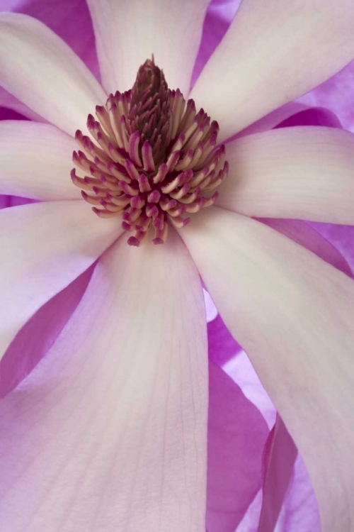 Picture of CLOSE-UP OF TULIP MAGNOLIA IN SPRINGTIME