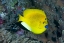 Picture of INDONESIA THREE SPOT ANGELFISH SWIMS AMID CORAL