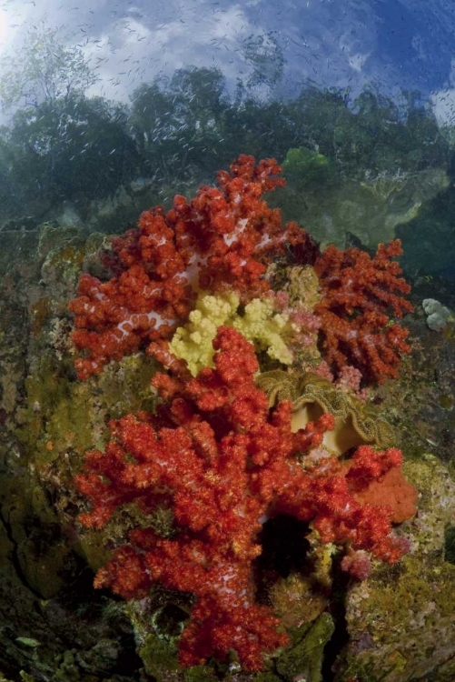 Picture of INDONESIA, PAPUA, FAK FAK, TRITON BAY CORAL REEF