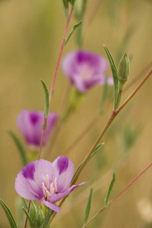 Picture of OREGON, MEDFORD FAREWELL-TO-SPRING WILDFLOWERS