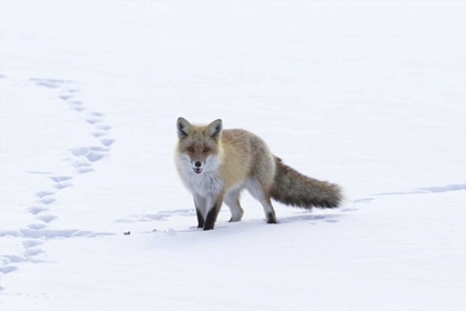 Picture of JAPAN, HOKKAIDO, TSURUI RED FOX IN A SNOWY FIELD