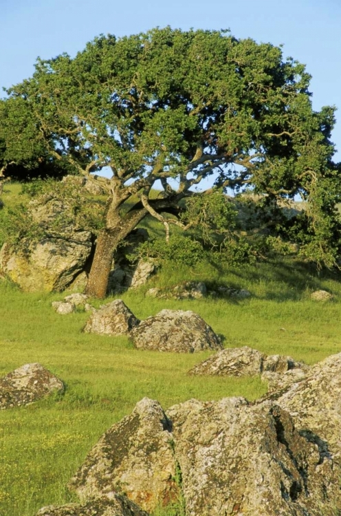 Picture of USA, CALIFORNIA CALIFORNIA OAK TREE SCENIC