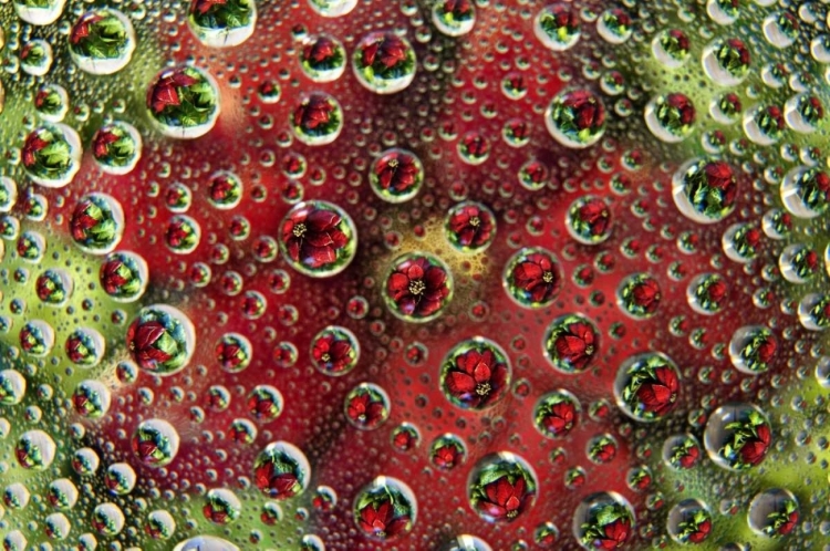 Picture of COLORADO, LAFAYETTE ABSTRACT WATER BUBBLES