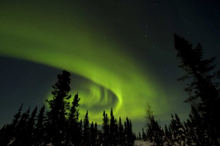 Picture of CANADA, MANITOBA AURORA BOREALIS AND TREES