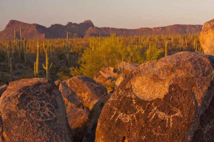 Picture of AZ, SONORAN DESERT SAGUARO AND PETROGLYPHS