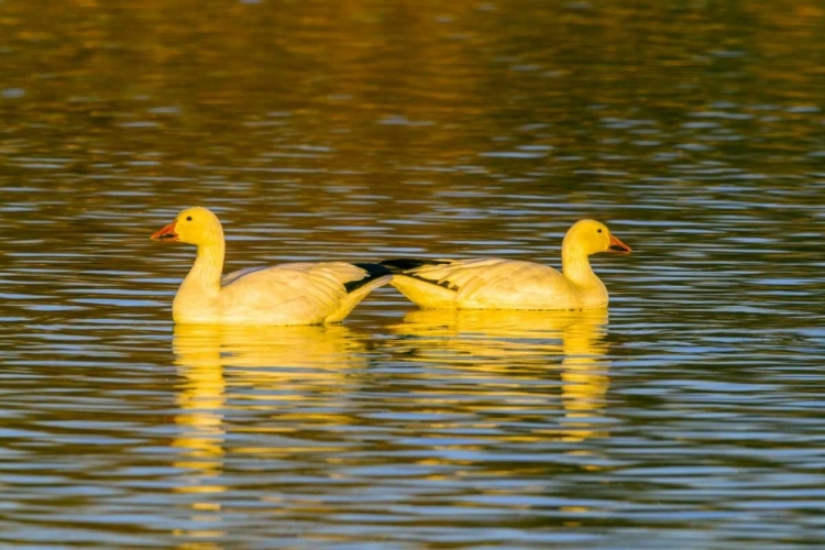 Picture of NEW MEXICO, BOSQUE DEL APACHE NWR SNOW GEESE