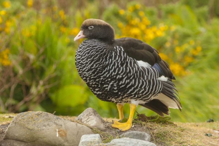 Picture of FALKLAND ISLANDS, CARCASS ISLAND KELP GOOSE