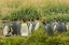 Picture of CHILE, TIERRA DEL FUEGO KING PENGUIN COLONY