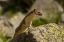 Picture of COLORADO, SAN JUAN MTS, SHORT-TAILED WEASEL