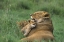 Picture of TANZANIA, NGORONGORO CRATER AFRICAN LION AND CUB