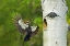 Picture of WA, YAKIMAPLEATED WOODPECKER AT NEST WITH CHICKS