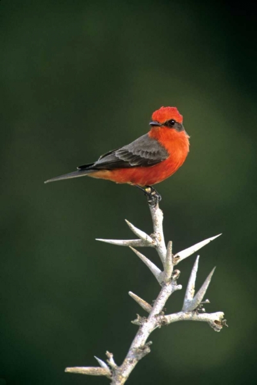 Picture of MEXICO, TAMAULIPAS VERMILLION FLYCATCHER PERCHED