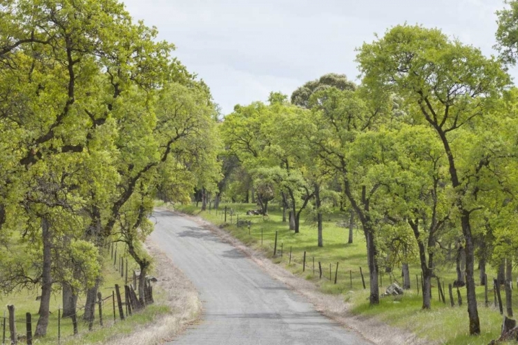 Picture of CALIFORNIA, CHINESE CAMP OLD DON PEDRO ROAD