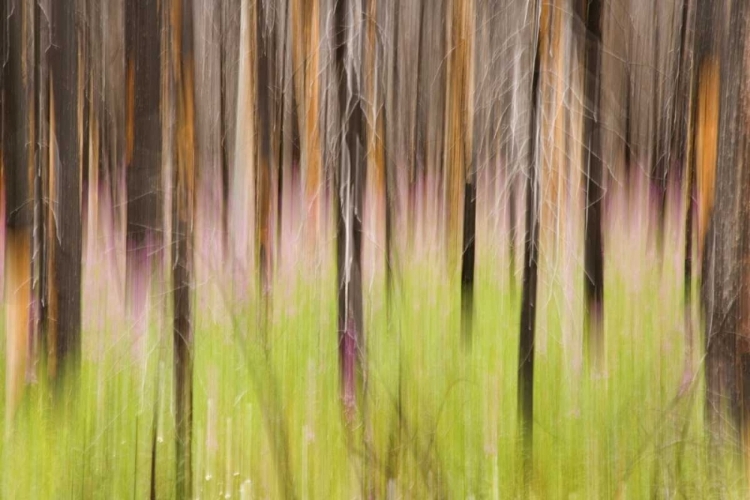 Picture of CANADA, BC, MOTION BLUR OF GRASS AND TREES