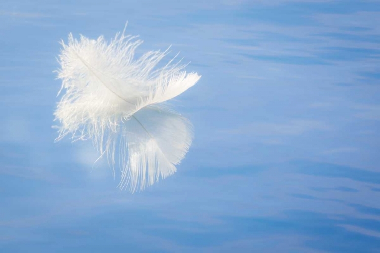 Picture of WA, SEABECK WHITE FEATHER REFLECTS ON WATER