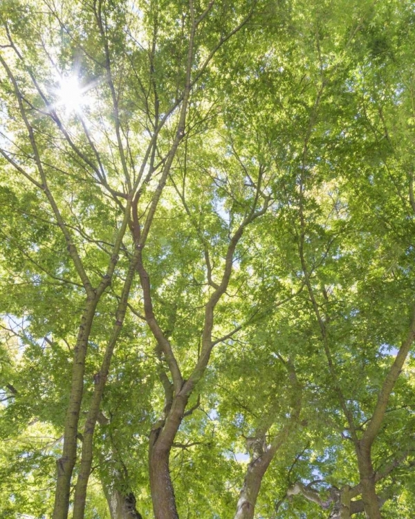 Picture of WA, SEATTLE SUN SHINING THROUGH MAPLE TREES