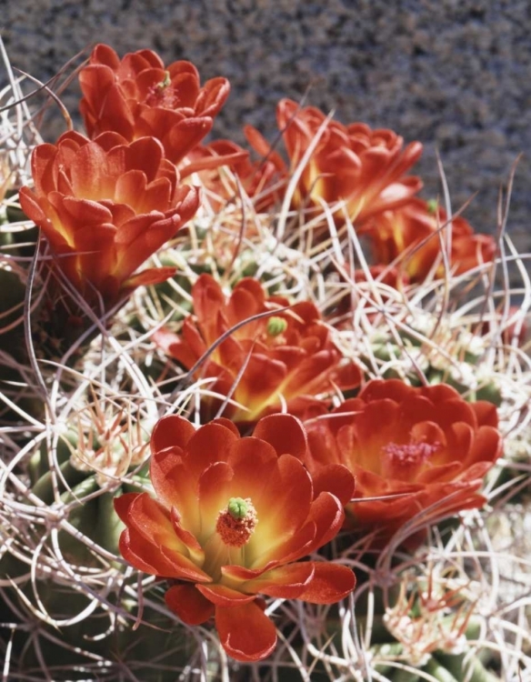 Picture of CALIFORNIA, JOSHUA TREE NP CLARET CUP CACTUS