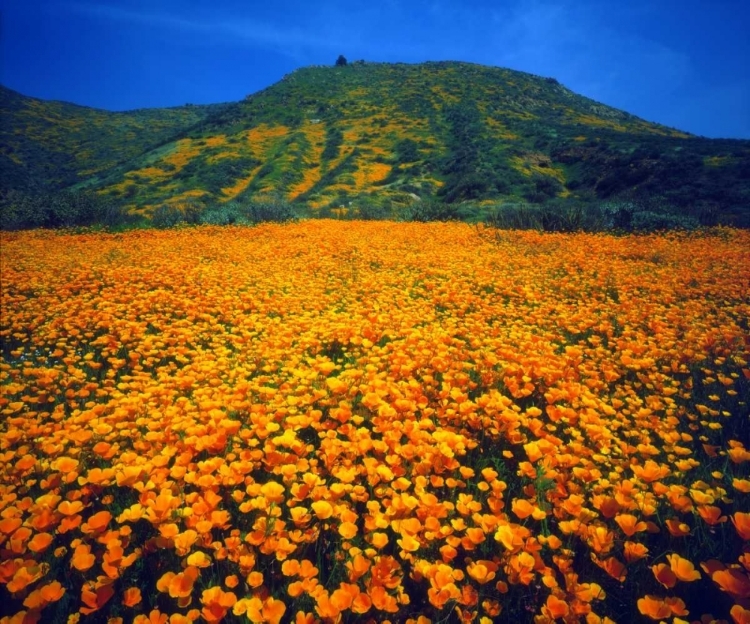 Picture of CALIFORNIA, LAKE ELSINORE CALIFORNIA POPPIES