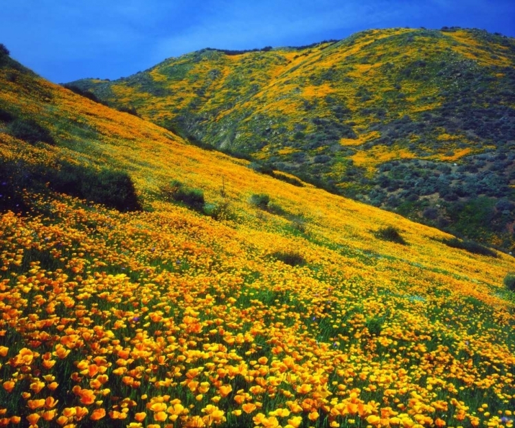 Picture of CALIFORNIA, LAKE ELSINORE CALIFORNIA POPPIES