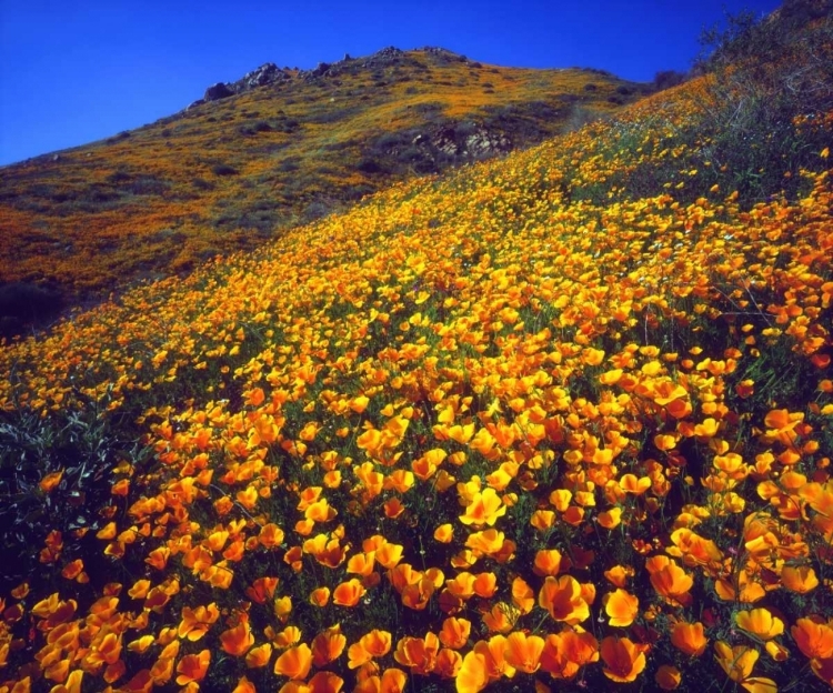 Picture of CALIFORNIA, LAKE ELSINORE CALIFORNIA POPPIES