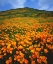 Picture of CALIFORNIA, LAKE ELSINORE CALIFORNIA POPPIES