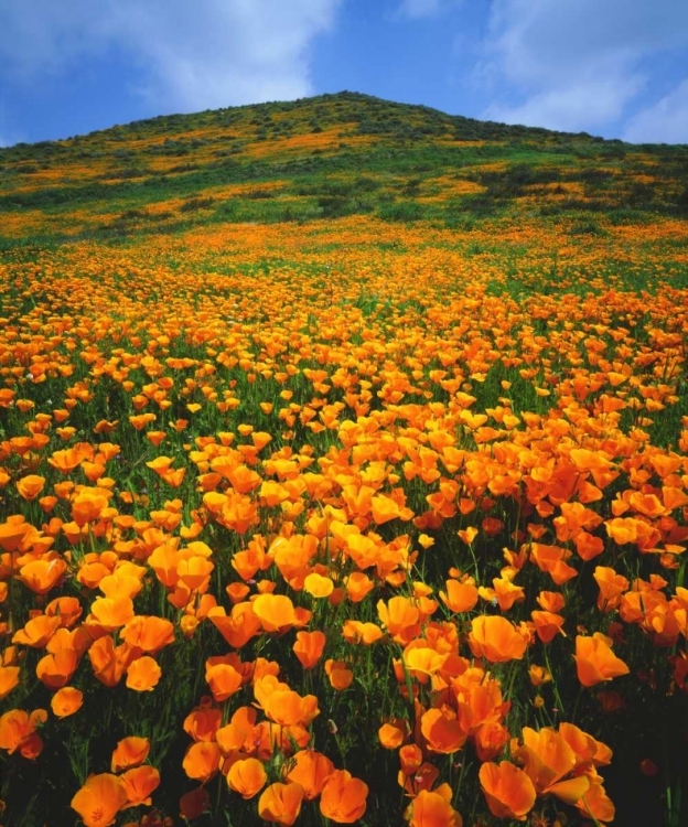 Picture of CALIFORNIA, LAKE ELSINORE CALIFORNIA POPPIES